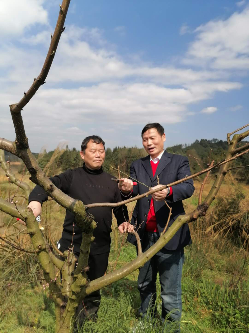 成年树修剪.jpeg